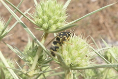 Euodynerus disconotatus