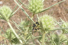 Euodynerus disconotatus
