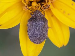 Sphyrocoris obliquus