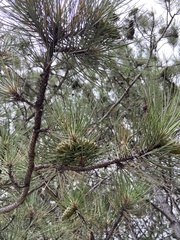Pinus nigra pallasiana