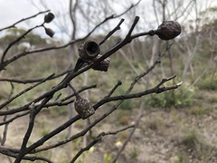 Eucalyptus incrassata