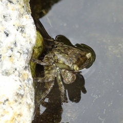 Metopograpsus quadridentatus