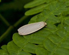 Eilema griseola