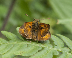 Ochlodes sylvanus