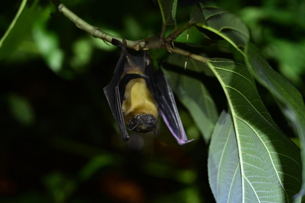 Greater Asiatic Yellow House Bat