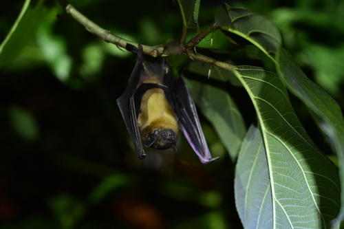 Greater Asiatic Yellow House Bat