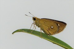 Scobura isota