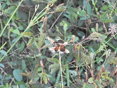 Neurothemis tullia