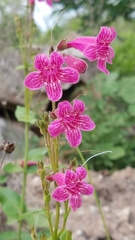 Penstemon triflorus