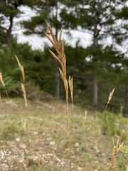 Brachypodium pinnatum