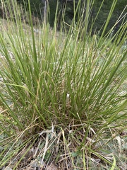 Brachypodium pinnatum