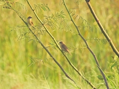 Lonchura punctulata