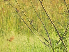 Lonchura punctulata