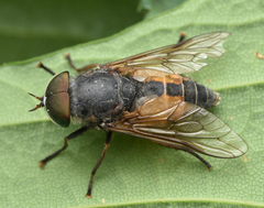Hybomitra bimaculata
