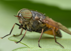 Hybomitra bimaculata