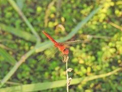 Crocothemis servilia