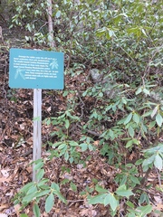 Rhododendron carolinianum