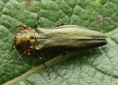 Agrilus viridis