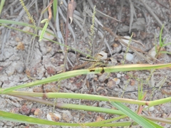 Neurothemis tullia