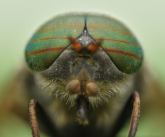 Hybomitra bimaculata