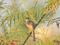 Prinia inornata