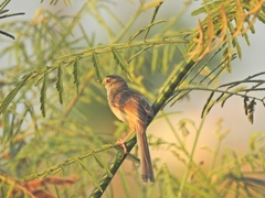 Prinia inornata