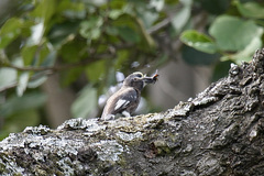 Stactolaema whytii