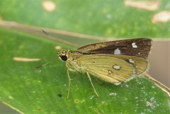 Scobura isota