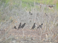 Acridotheres grandis