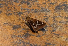 Polytremis lubricans