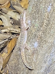 Phyllodactylus wirshingi