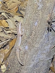 Phyllodactylus wirshingi