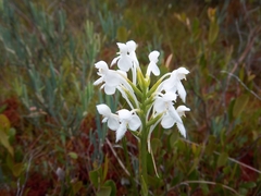 Platanthera blephariglottis blephariglottis