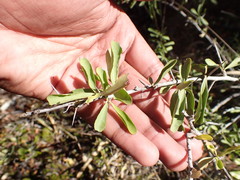 Gymnosporia polyacantha