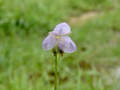 Murdannia macrocarpa