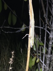 Anolis poncensis