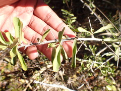 Gymnosporia polyacantha