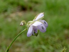 Murdannia macrocarpa