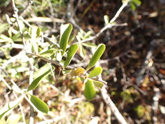 Gymnosporia polyacantha