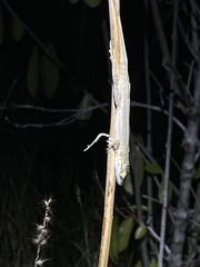 Anolis poncensis