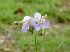 Murdannia macrocarpa