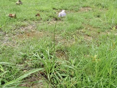 Murdannia macrocarpa