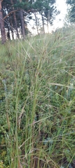 Stipa capillata