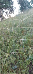 Stipa capillata