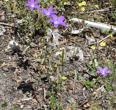 Campanula matritensis