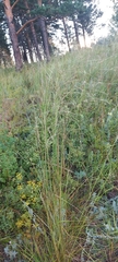 Stipa capillata