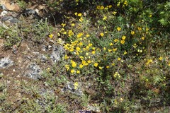 Coronilla minima