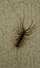 Scutigera coleoptrata
