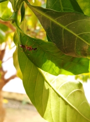 Myrmaplata plataleoides