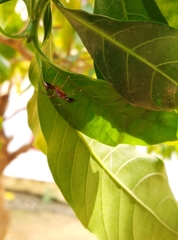 Myrmaplata plataleoides